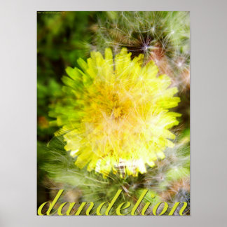 Affiches Dandelion