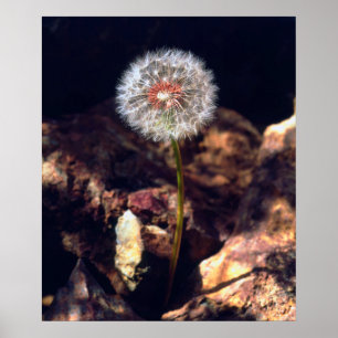 Affiches Dandelion