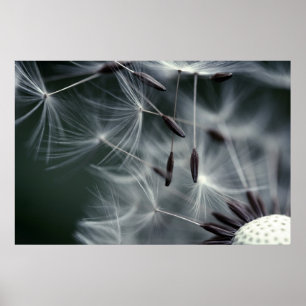 Affiches Dandelion