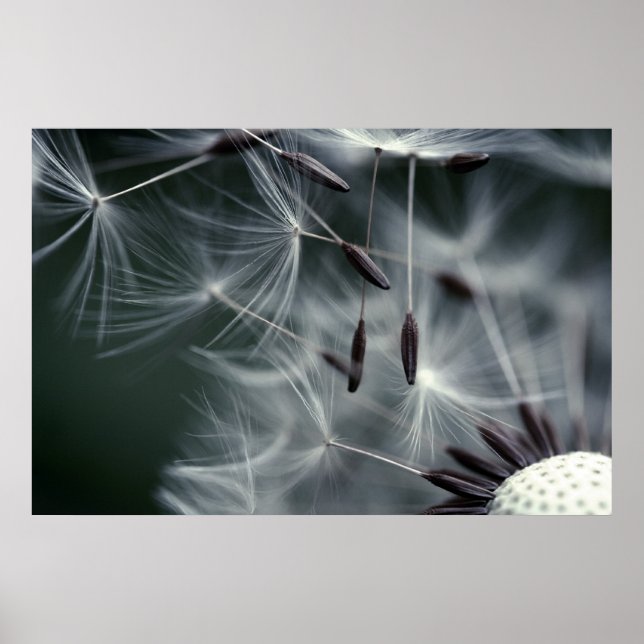 Affiches Dandelion (Devant)