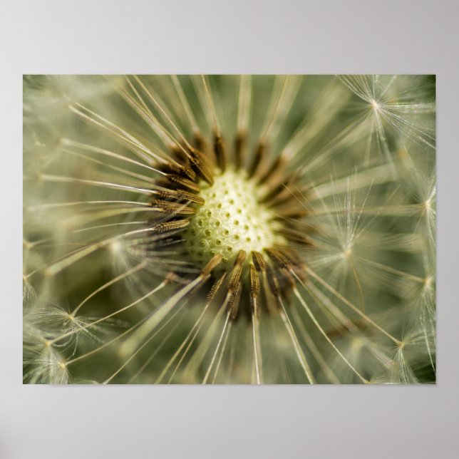 Affiches Dandelion (Devant)