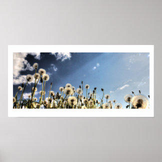 Affiches Dandelion
