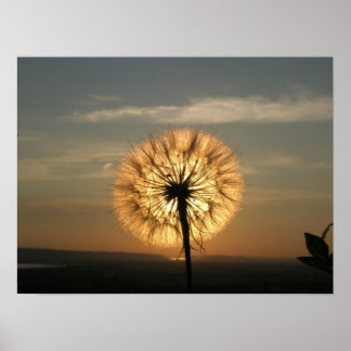 Affiches Dandelion brillant