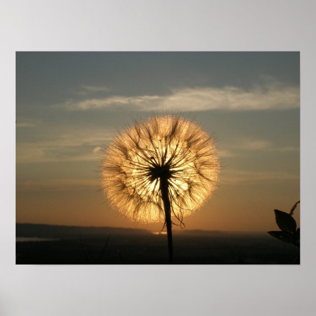 Affiches Dandelion brillant (Devant)