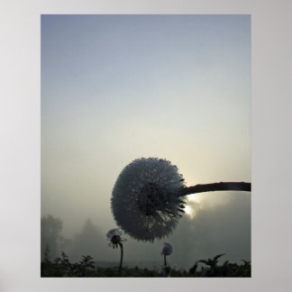 Affiches Dandelion Dawn