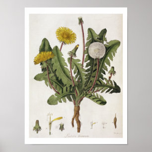 Affiches Dandelion (gravure couleur)