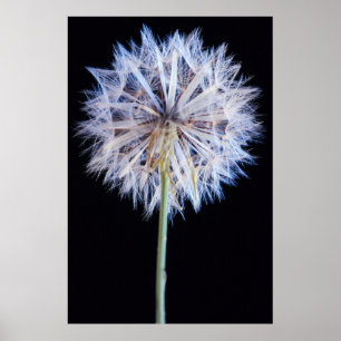 Affiches Dandelion (Taraxacum Officinale) Seed Head