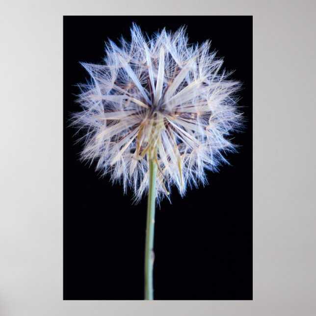 Affiches Dandelion (Taraxacum Officinale) Seed Head (Devant)
