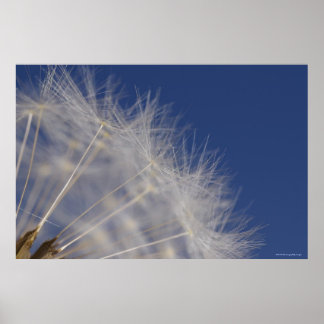 Affiches Dandelions
