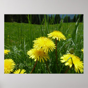 Affiches Dandelions de montagne