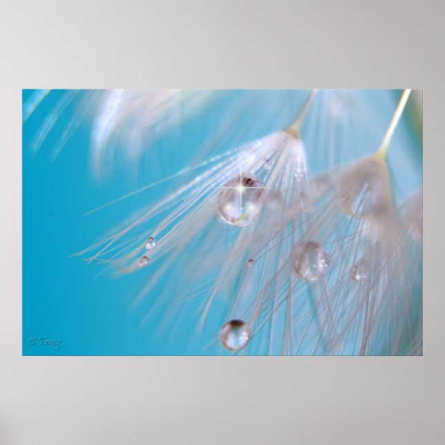 Affiches Dandelions magiques (Devant)