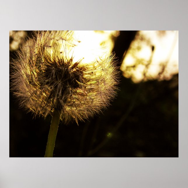 Affiches Dandy Dreams (Devant)