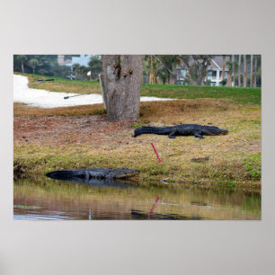 Affiches Danger d'alligator sur le parcours de golf