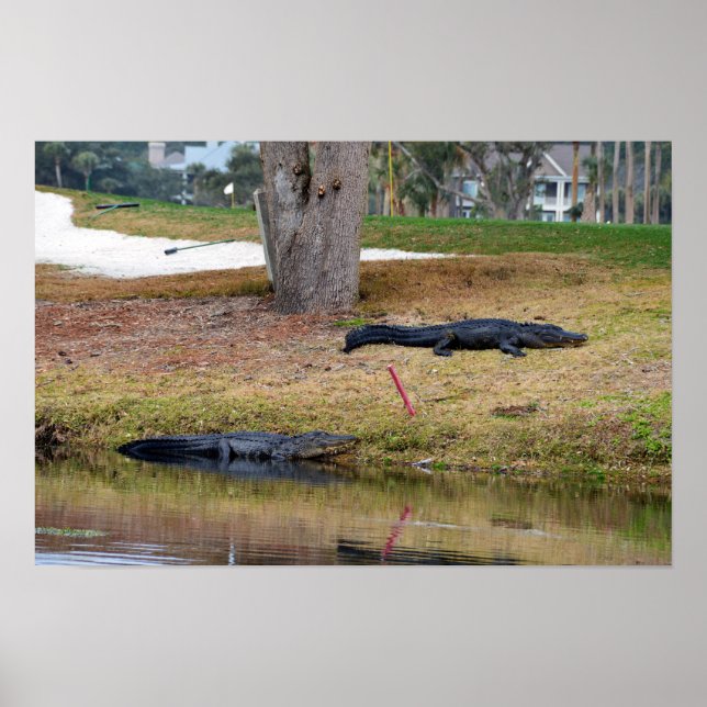 Affiches Danger d'alligator sur le parcours de golf (Devant)