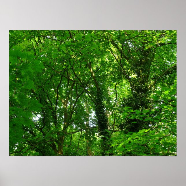 Affiches Dans les arbres (Devant)
