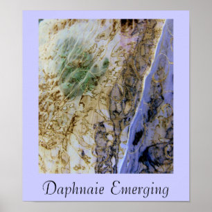 Affiches Daphnaie émergente