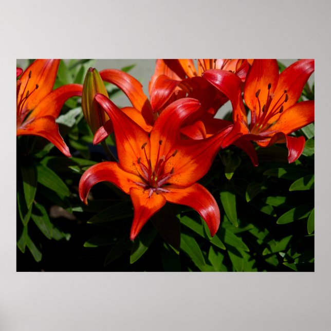 Affiches Dark-Pink Orange Lily (Devant)