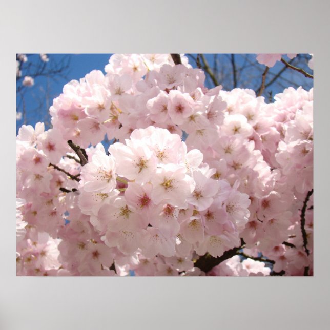 affiches d'art floral de printemps Fleurs de ceris (Devant)