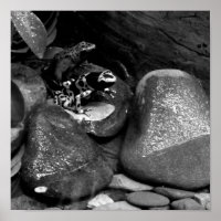 Dart Frog Friends B+W
