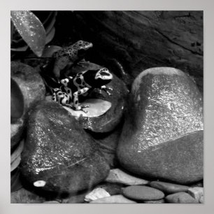 Affiches Dart Frog Friends B+W