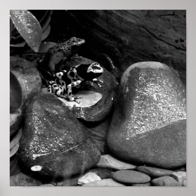 Affiches Dart Frog Friends B+W (Devant)