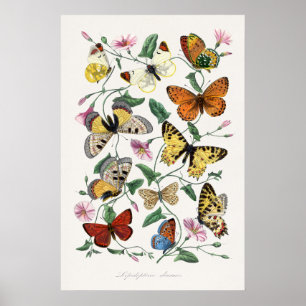 Affiches d'art mural papillons Style artistique vi