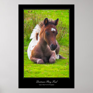 Affiches Dartmoor Pony Foal imprimé d'affiche style galerie