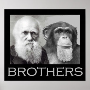 Affiches Darwin et Chimp Brothers