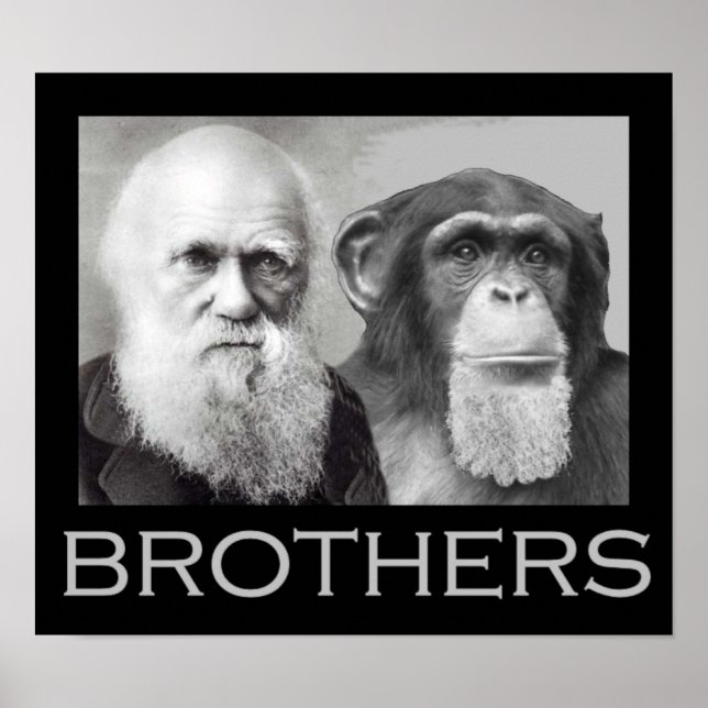 Affiches Darwin et Chimp Brothers (Devant)