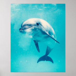 Affiches Dauphin de Bottlenosed sous-marin