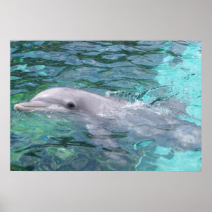 Affiches Dauphin de natation