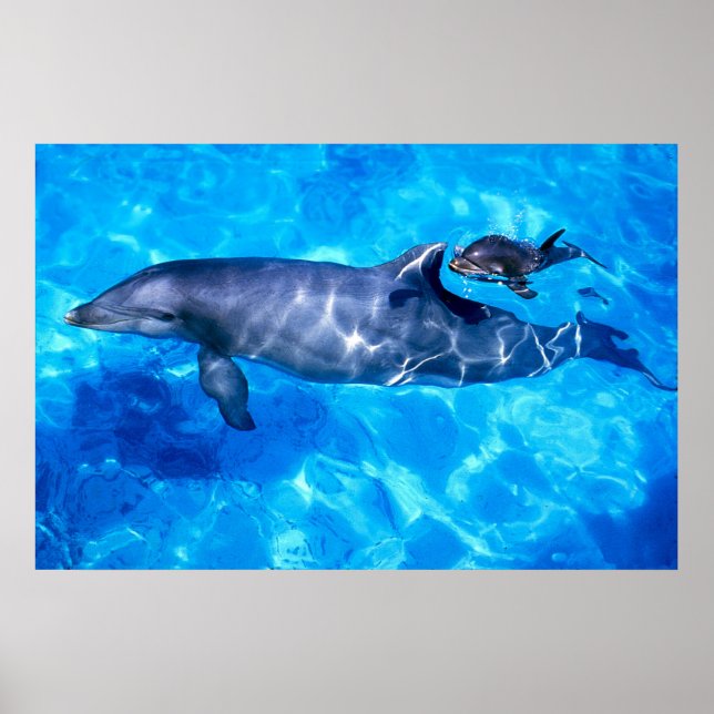 Affiches dauphins (Devant)