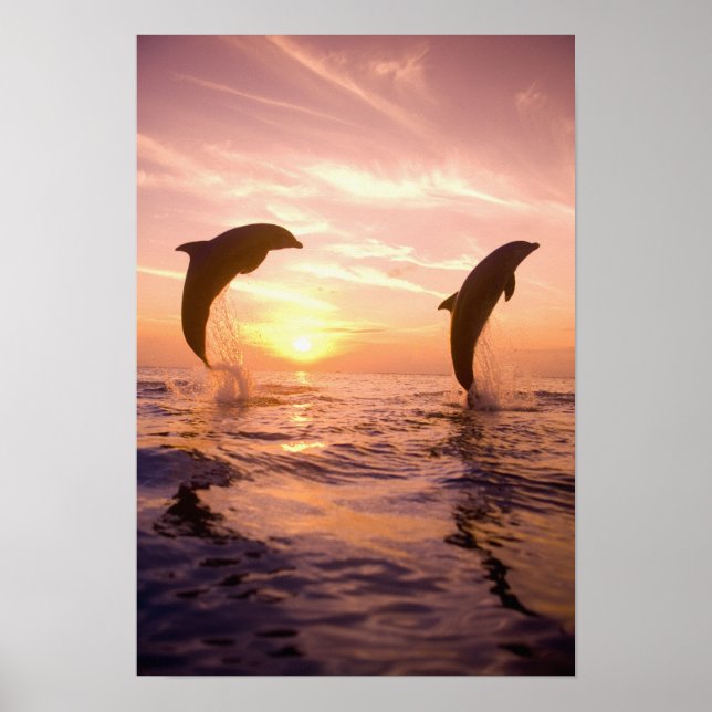 Affiches Dauphins de Bottlenose Tursiops truncatus) 8 (Devant)