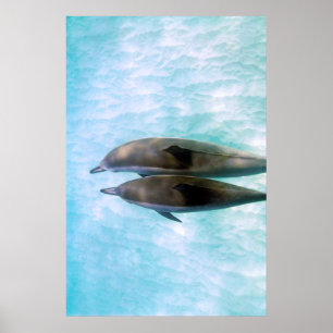 Affiches Dauphins de fileur Oahu Hawaï