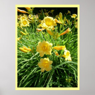 Affiches Daylily Splendor
