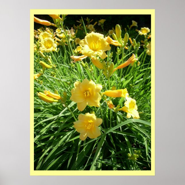 Affiches Daylily Splendor (Devant)