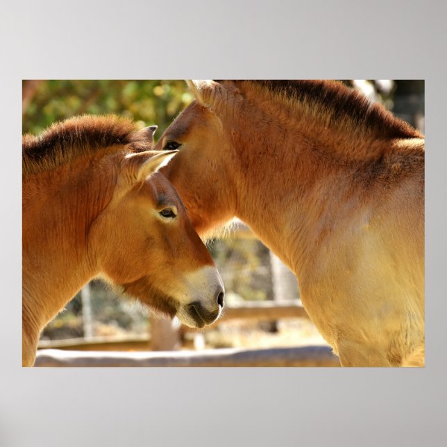 Affiches De beaux chevaux (Devant)