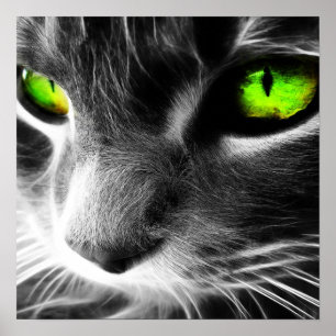Affiches De chat copie aux yeux verts de fin