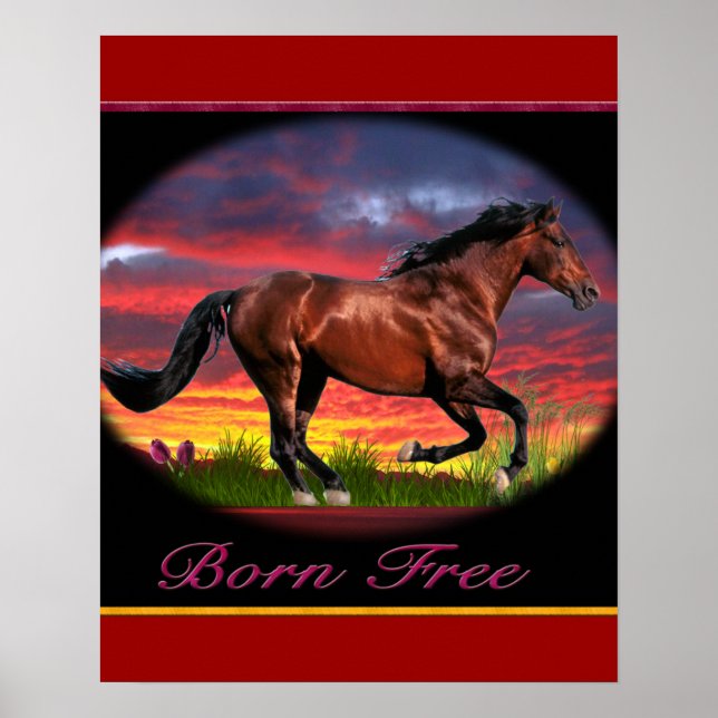 Affiches de cheval Né libre (Devant)
