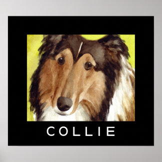 Affiches de chien Collie