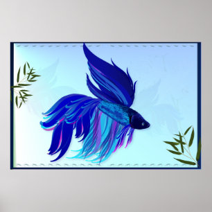 Affiches de combat siamoises blanches bleues de
