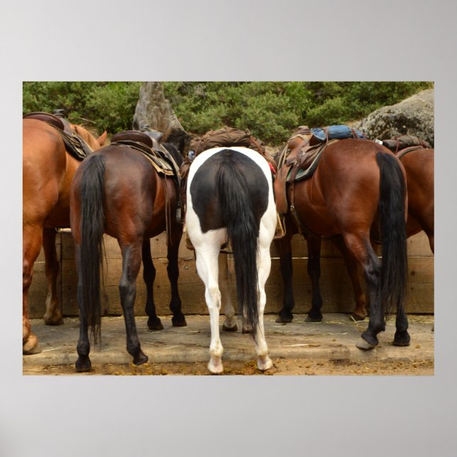Affiches De derrière (Devant)