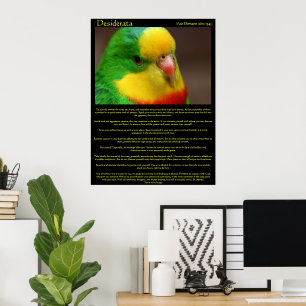 Affiches de Desiderata Rainbow Canaries