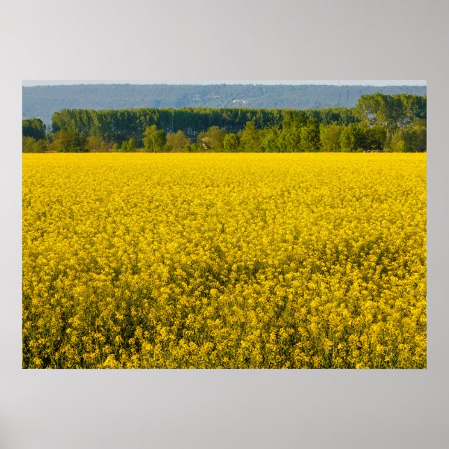 affiches de fleurs de colza jaune illuminées par l (Devant)