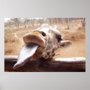 AFFICHES DE GIRAFFE - HORS D'AFRIQUE - IMPRIMANTES