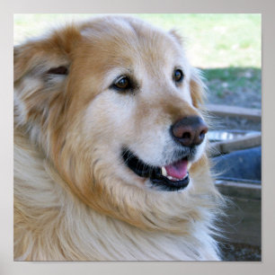 Affiches de golden retriever