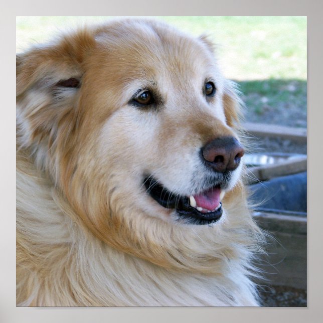 Affiches de Golden Retriever (Devant)