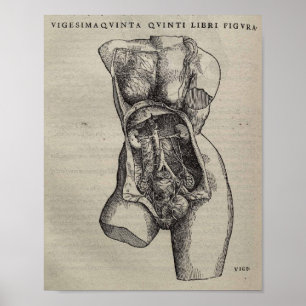 Affiches De Humani Corporis