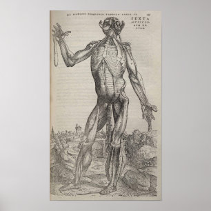 Affiches De Humani Corporis
