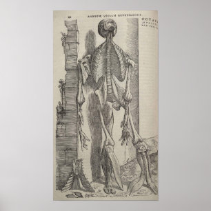 Affiches De Humani Corporis